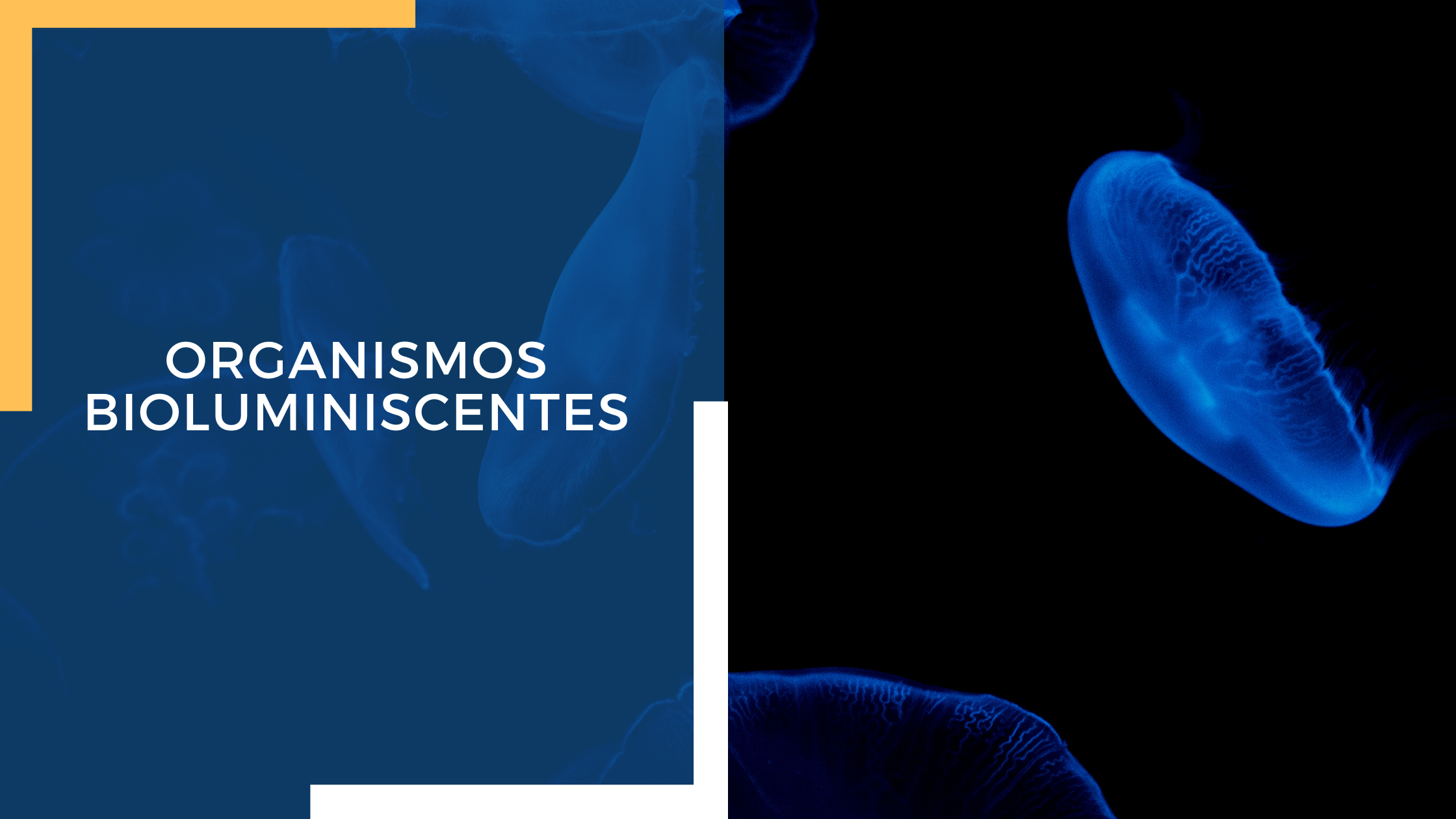 Bioluminiscencia. La luz de los seres vivos frente a la oscuridad_organismos bioluminiscentes