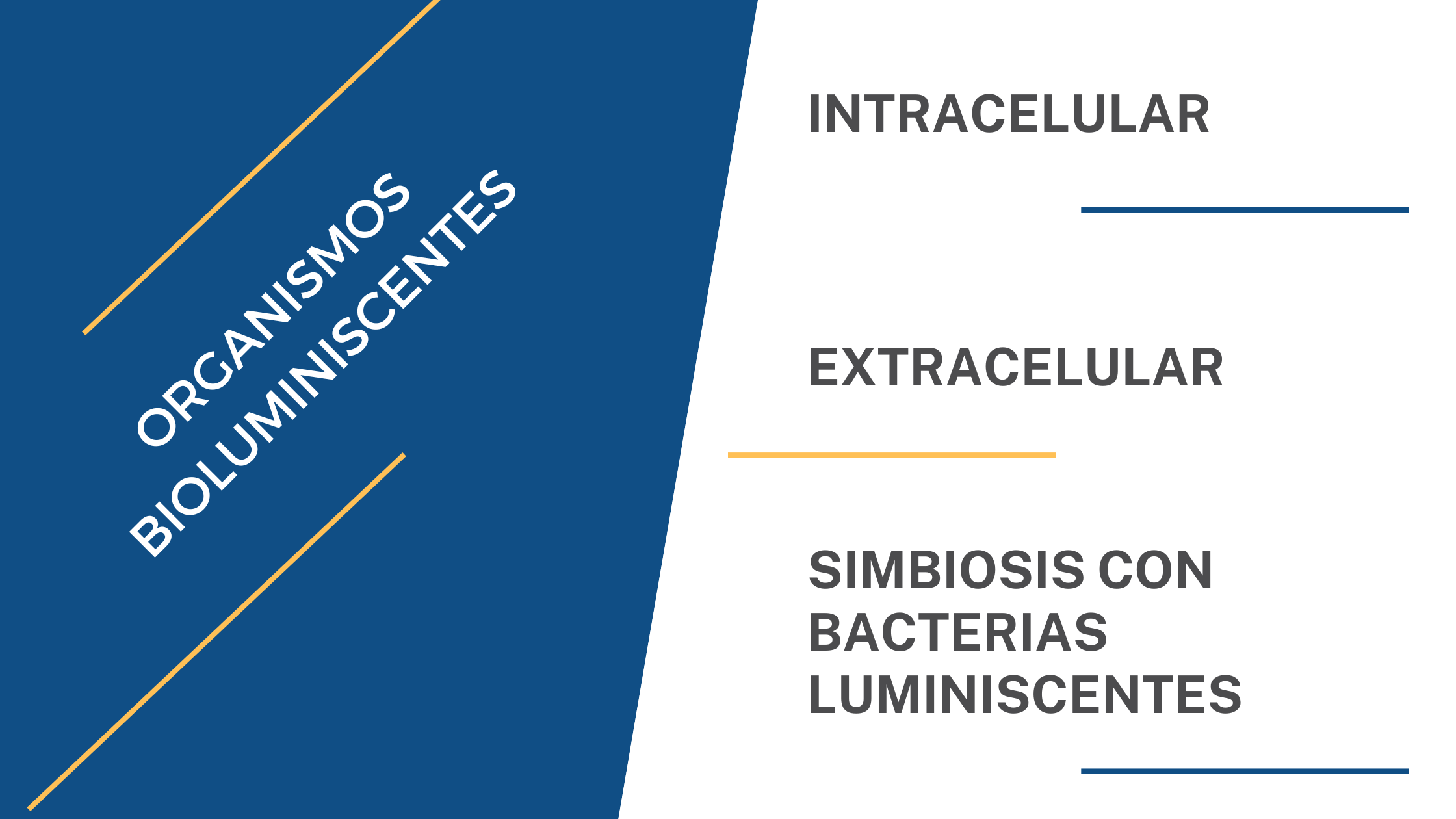 Bioluminiscencia. La luz de los seres vivos frente a la oscuridad_tipos