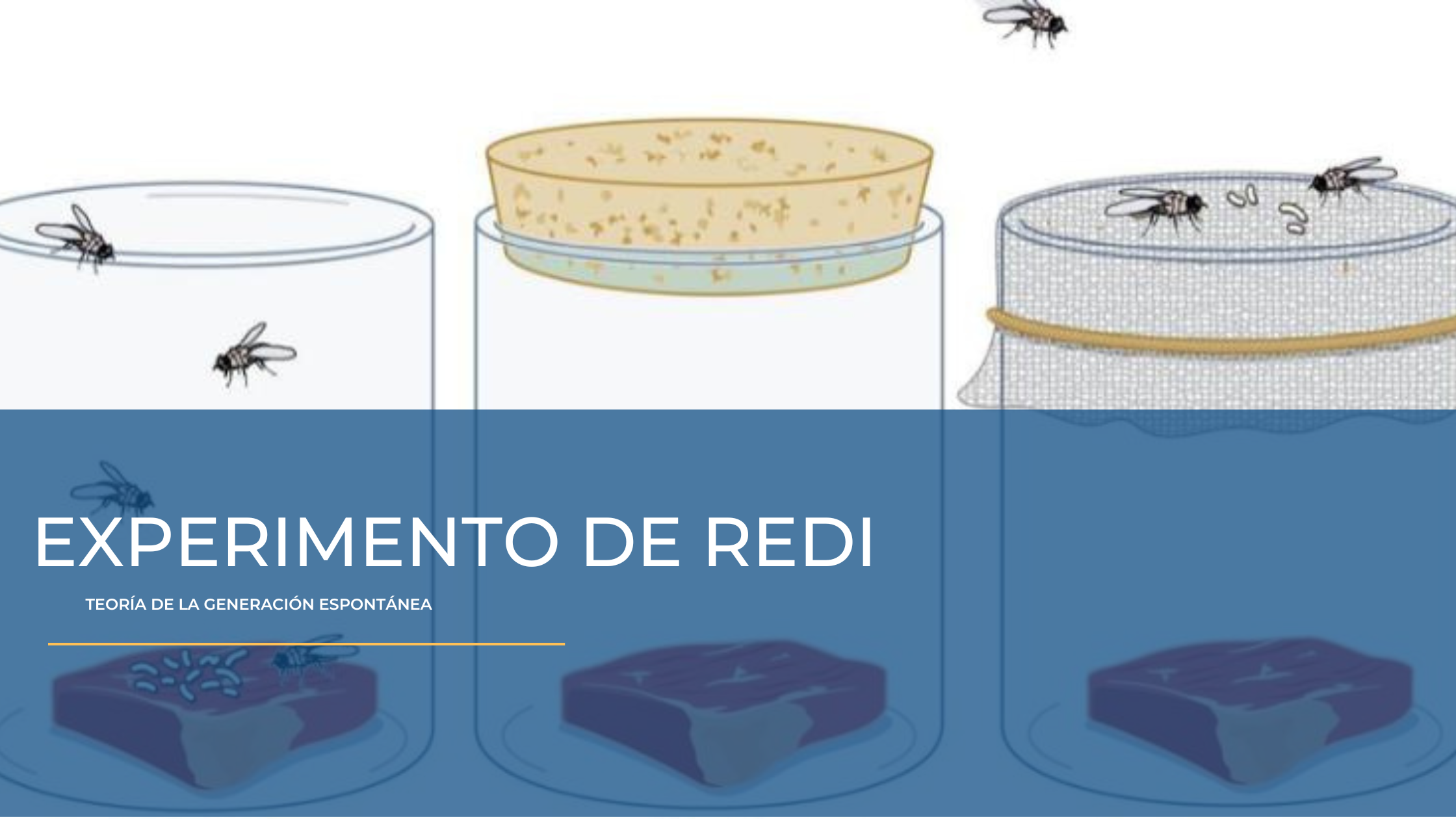 ¿Cómo se originó la vida_ Diferentes concepciones_Experimento de Redi