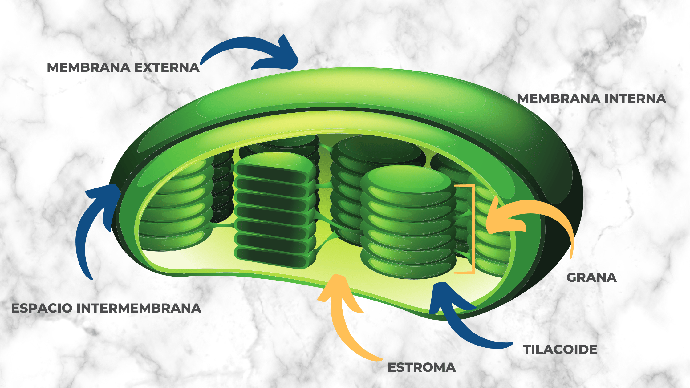 La fotosíntesis, entre energía, reacciones y fases.