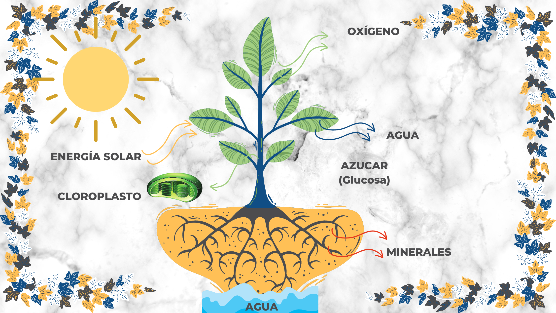 La fotosíntesis, entre energía, reacciones y fases_Fotosintesis