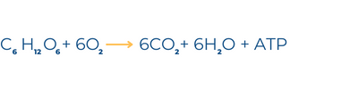El oxígeno es un elemento químico muy versátil_Formulas 01