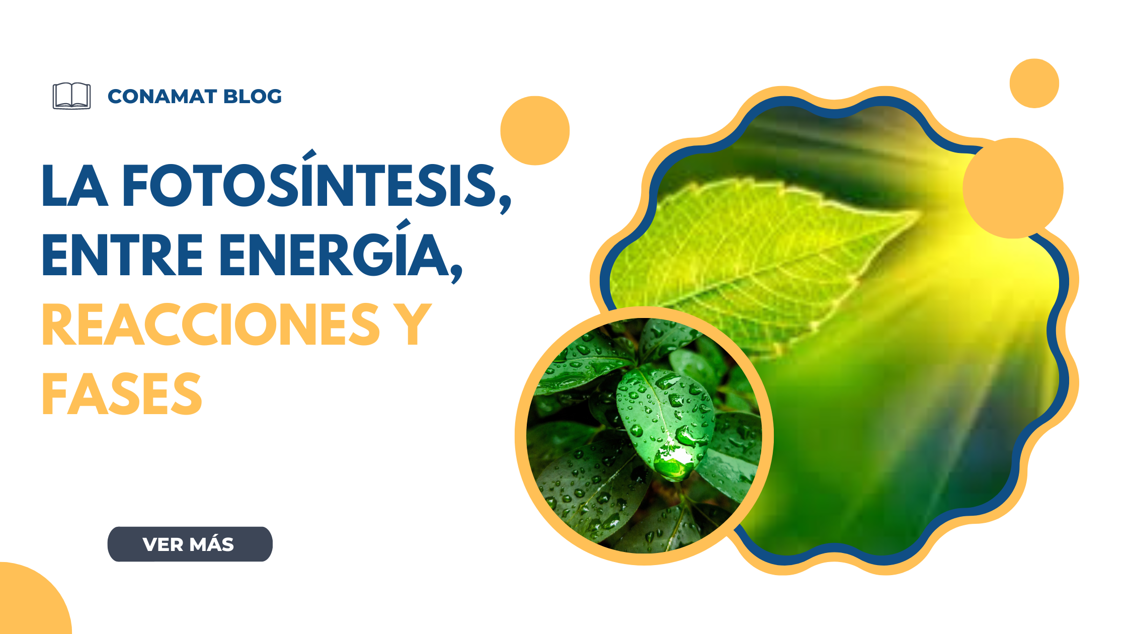 La fotosíntesis, entre energía, reacciones y fases.